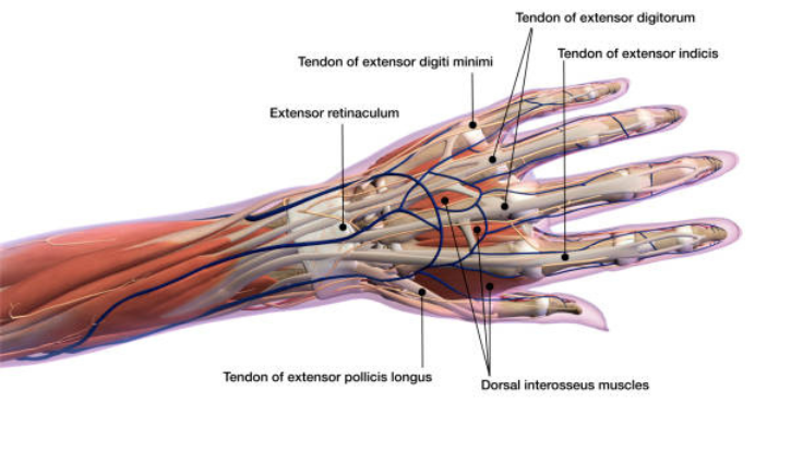HAND