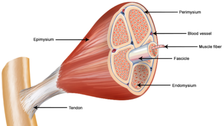MUSCLE INJURY