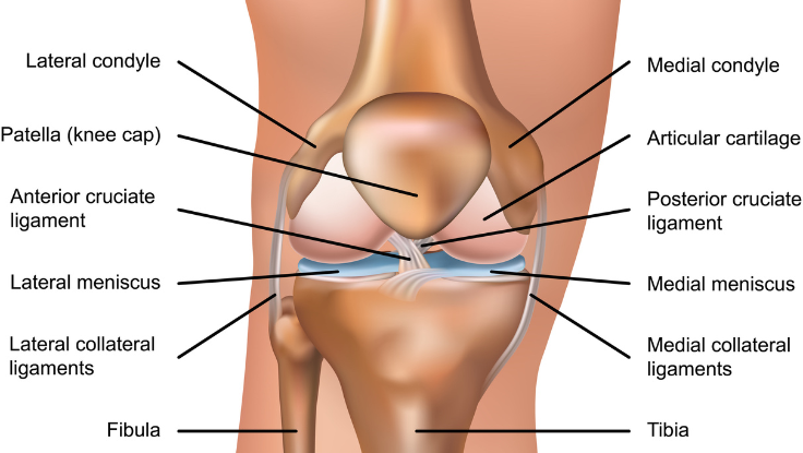 KNEE